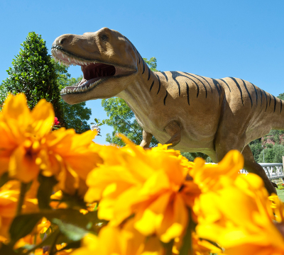Im unteren Bereich des Bildes sind orangene Blumen die sehr nahe sind.über den Blumen und weiter entfernt steht die Tyranosaurus rex Statue der Gartenschau