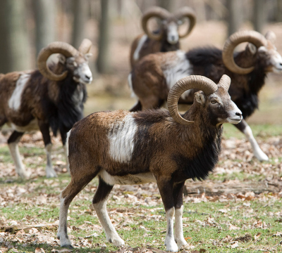 Four Mouflons at the Game Park