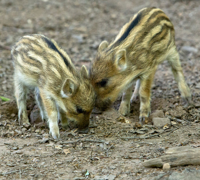 Two young boars at the Game park
