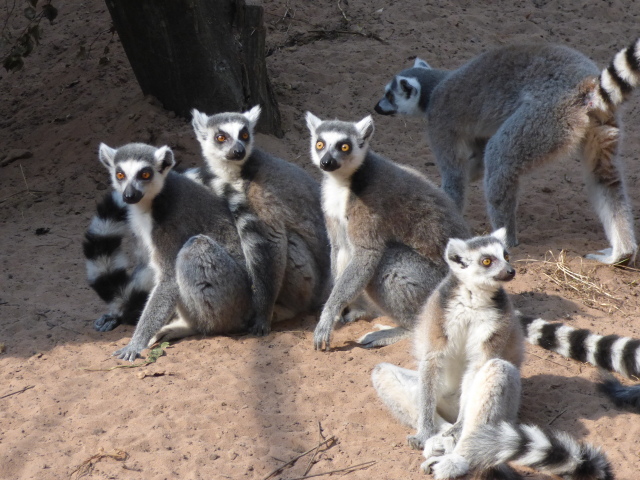 Freuen sich über den Einzug der Varis: die zutraulichen Kattas in der begehbaren Lemurenanlage im Zoo.  © Stadt Kaiserslautern