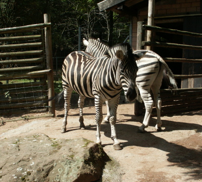 Two Zebras at the Zoo