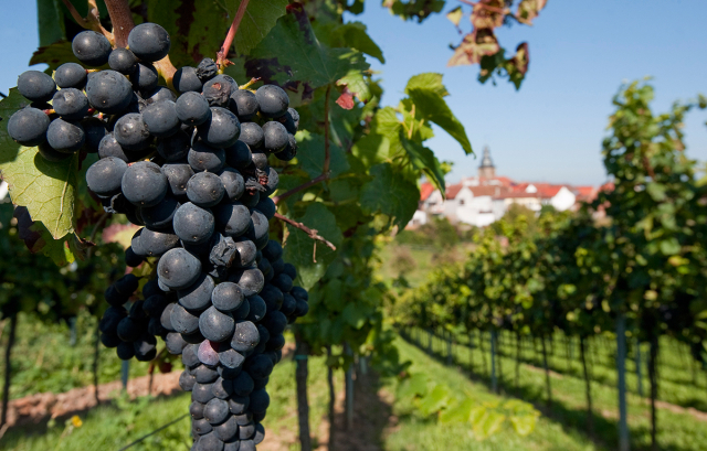 Die Weinfelder von Frankweiler in der südlichen Weinstraße © view - die agentur