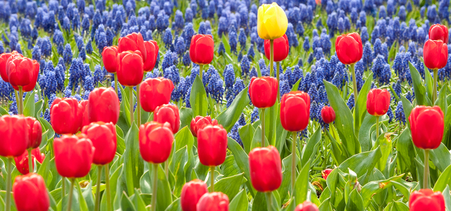 Flowerbed of Tulips in red, blue and yellow