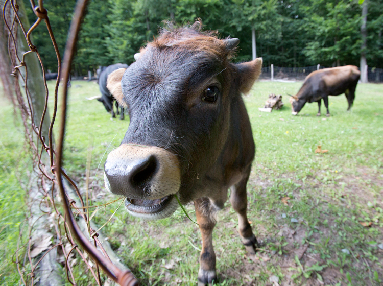 Ein Auerochsen Jungtier welches aus sehr geringer Entfernung genau in die Kamera schaut. Es hat kleine Hörner und etwas Gras im Maul.
Im Hintergrund sieht man zwei ausgewachsene Auerochsen. © view - die agentur