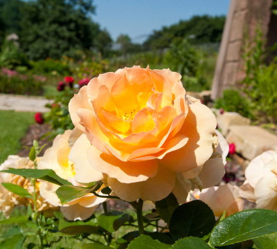 Eine orangefarbene Rosenblüte in Nahaufnahme. Im Hintergrund sind einige rote Rosen zu sehen.