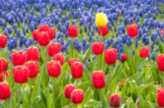 Das Bild zeigt ein Blumenbeet der Gartenschau. Vorne sind rote Tulpen und hinten sind Traubenhyazinthen. In der Mitte schaut eine einzelne gelbe Tulpe raus.