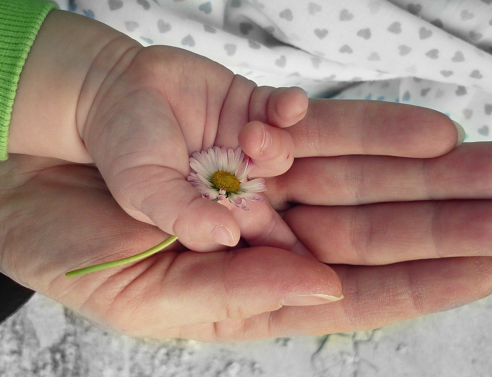 Eine Kinderhand hält eine Blume, die von einer Erwachsenenhand gestützt wird