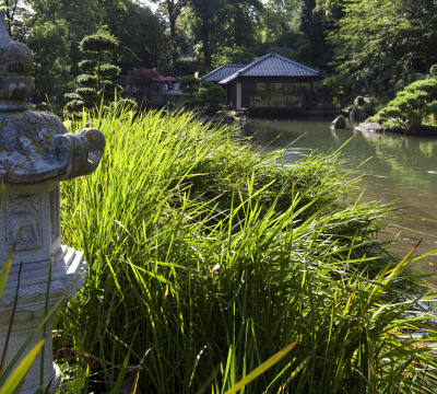 Der große Teich im Japanischen Garten mit Blick auf das Teehaus. Links steht eine weiße, japanische Steinlaterne.