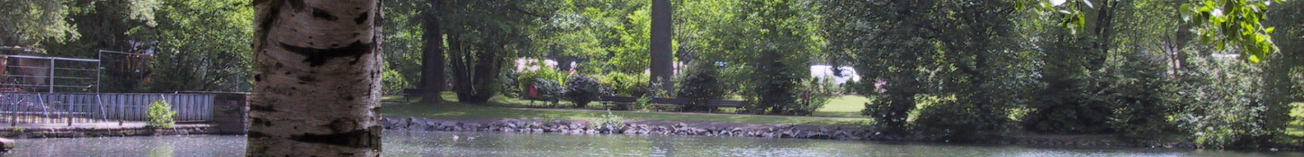 Auf dem großen See schwimmen einige Enten.