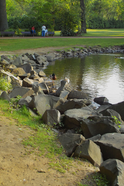 Das steinige Seeufer im Volkspark worauf zwei Enten gemeinsam stehen.