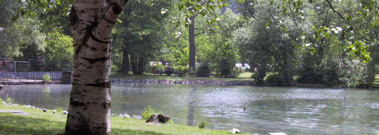 Auf dem großen See schwimmen einige Enten.