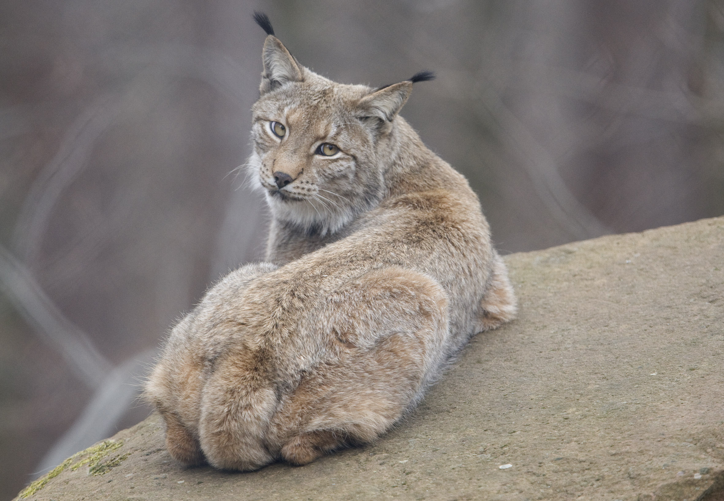 Der Luchs hat sich hingelegt und schaut zurück.