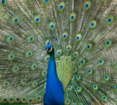 Peacock at the Zoo
