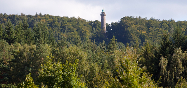 Blick auf vom weiter unten gelegenen Wald auf den Sommerlichen Humbergturm.