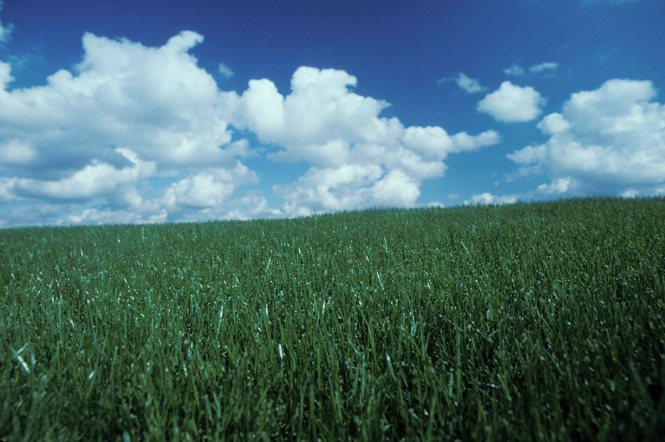 Grüne Wiese vor einem wolkig - blauen himmel 