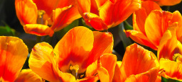Großaufnahme blühender orangener Tulpen