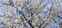 Blick auf einen Baum mit weißen Blüten