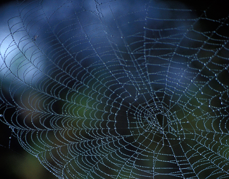 Ein Spinnennetz ist Nass 