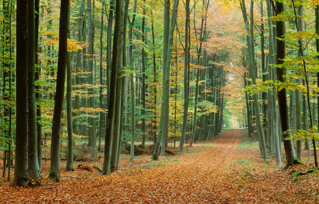 Ein Waldweg der mit Laub bedeckt ist und von Bäumehn begrenzt wird.
 