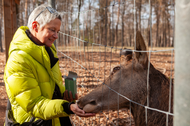 Rothirsch Paul freut sich über das Futter aus dem Futterautomaten. © Matthias Kehrer - www.fotowerkstatt-kl.de