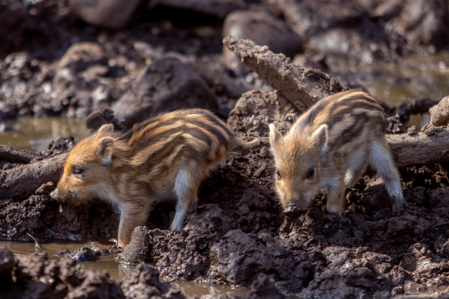 Die neugeborenen Frischlinge zogen bei dem Rundgang sofort die Aufmerksamkeit auf sich. © Matthias Kehrer - www.fotowerkstatt-kl.de