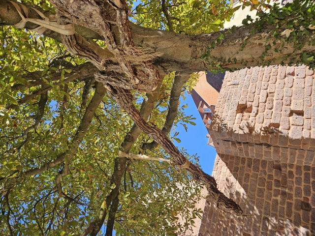 Diese Wurzel, die in die Mauer eingewachsen war, wurde zur Veranschaulichung im Baum vor der Mauer drapiert. © Stadt Kaiserslautern