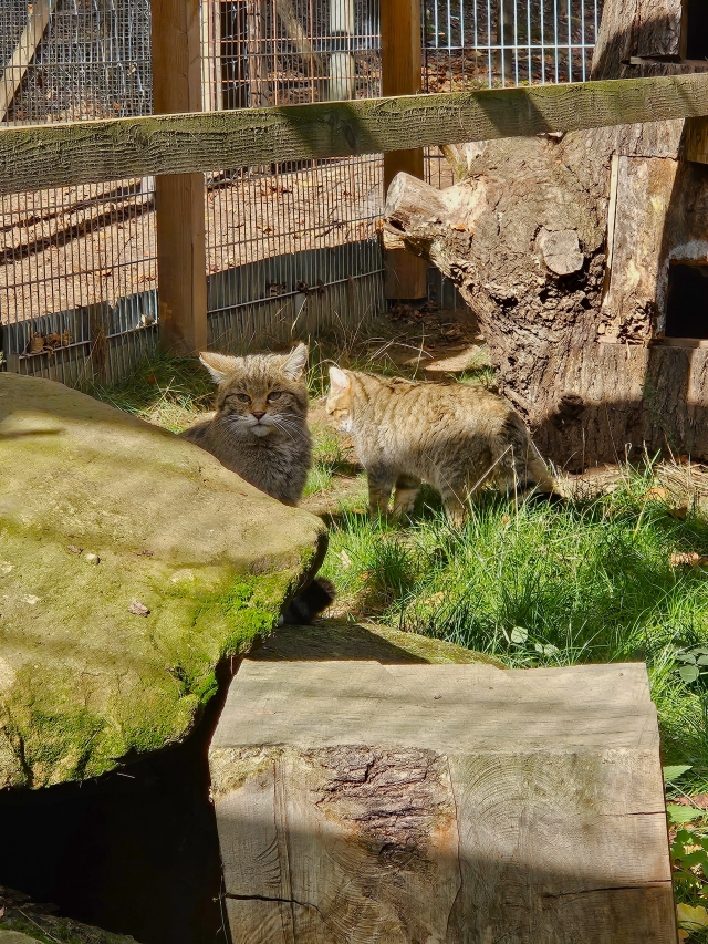 Zwei Wildkatzen haben in dem neuen Gehege im Wildpark Betzenberg ein neues Zuhause gefunden. © Stadt Kaiserslautern