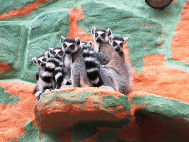 Ab dem 31. August heißen neun Kattas die Besucher in der begehbaren Lemurenanlage im Zoo Kaiserslautern willkommen  © Zoo Kaiserslautern