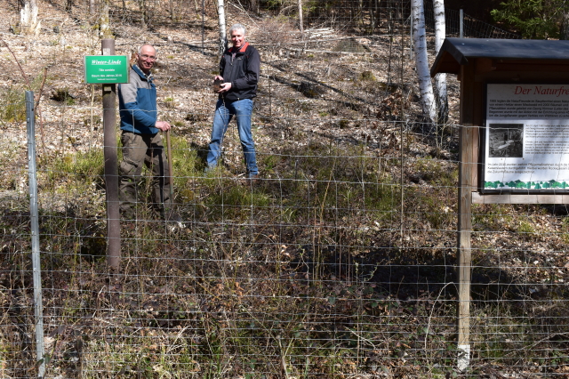 Auch die aus Berlin mitgebrachte Winterlinde fand ihren Platz unterhalb des Wildparks im Naturfreundewald © Stadt Kaiserslautern