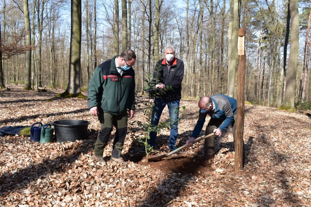 Neu gepflanzt im Wildparkwurde der Baum des Jahre 2021 - die europäische Stechpalme  © Stadt Kaiserslautern
