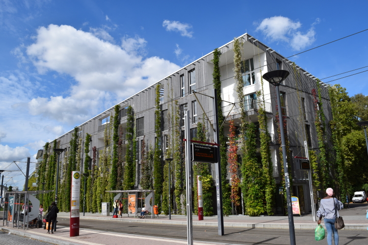 Beispiel für eine Fassadenbegrünung in Freiburg im Breisgau. © Bundesverband Gebäudegrün