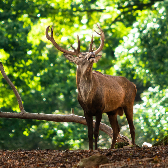 Hirsch im Wildpark Betzenberg