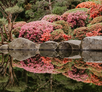 Im Vordergrund der Teich im Japanischen Garten. Im Hintergrund rosa blühende Sträucher