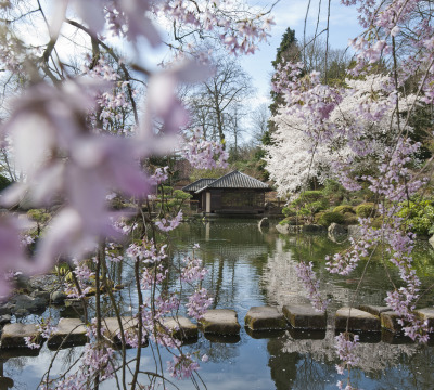 Blick durch die Kirschblüten auf das original japanische Teehaus im Japanischen Garten