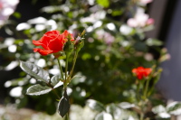 Zwei rote Blüten auf der Terrasse symbolisieren das Lebensgefühl im Rosenhof.