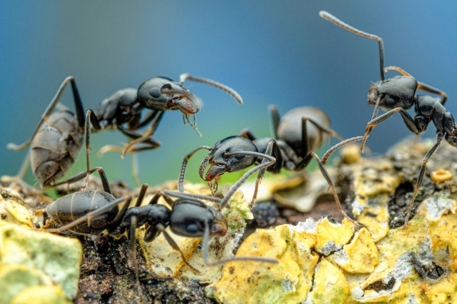 mehrere Individuen der Großen Drüsenameise © A. Bellersheim / SMNS